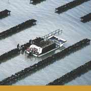 Oyster barge